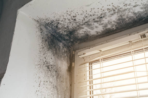 Affordable Hvac And Air Duct Mold Remediation solutions in Okemos, MI